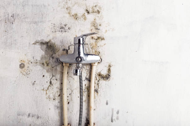Trusted Sioux Center, IA Mold Remediation Experts