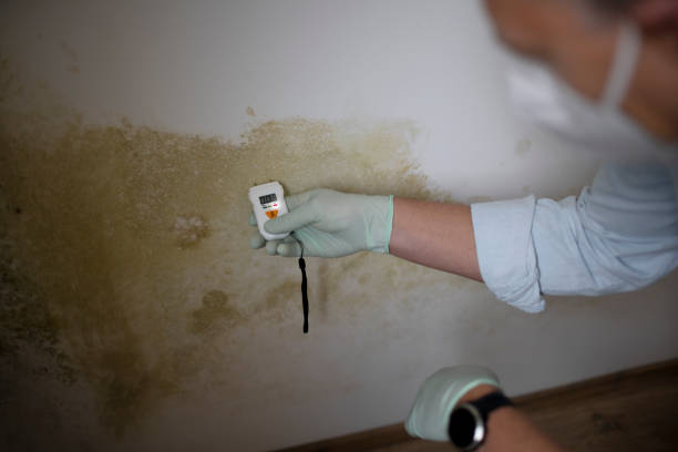 Best White Mold Remediation in Sioux Center, IA