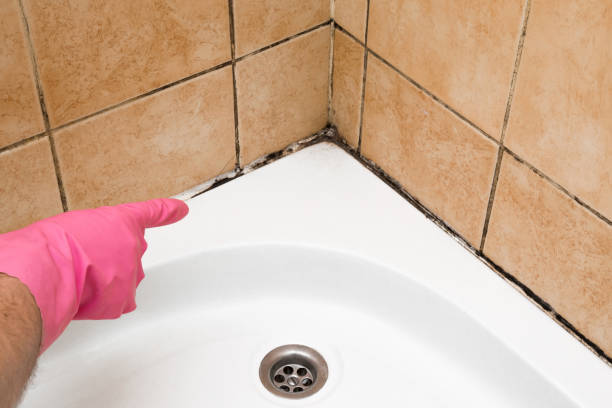 Best Mold Testing and Inspection Services in Sioux Center, IA